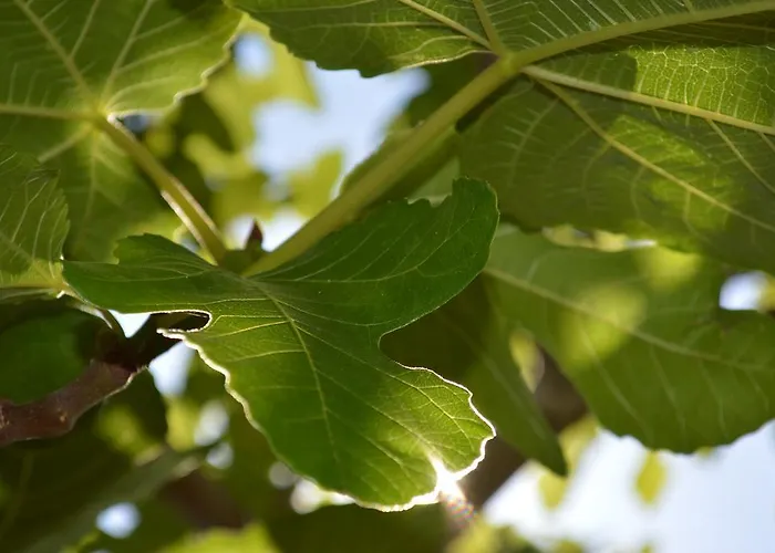 Hotel apartamentowy Saint Michel LʼÎle-Rousse
