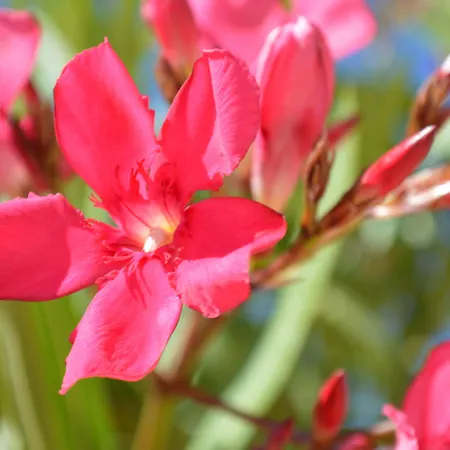Saint Michel LʼÎle-Rousse