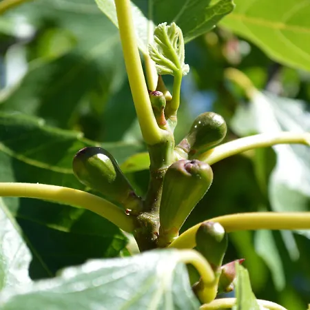 Saint Michel 아파트호텔