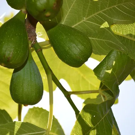 Saint Michel LʼÎle-Rousse