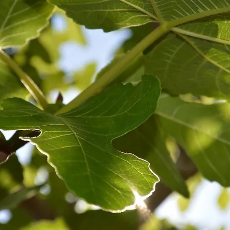 아파트호텔 Saint Michel LʼÎle-Rousse