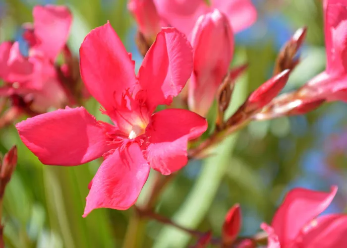 Saint Michel L'Ile-Rousse (Corsica)
