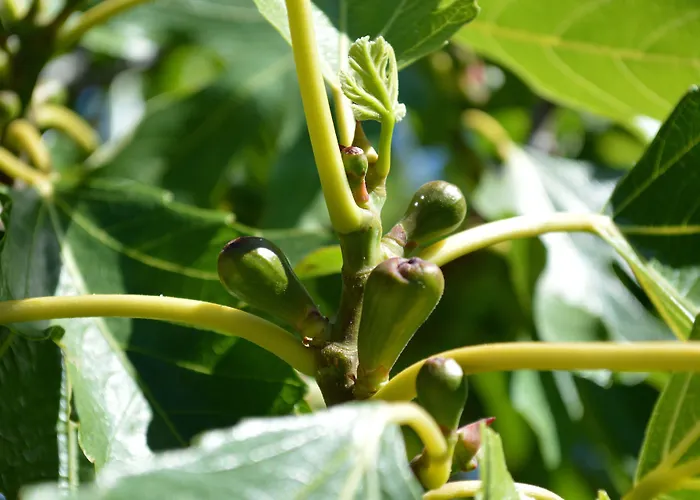 Saint Michel Aparthotel