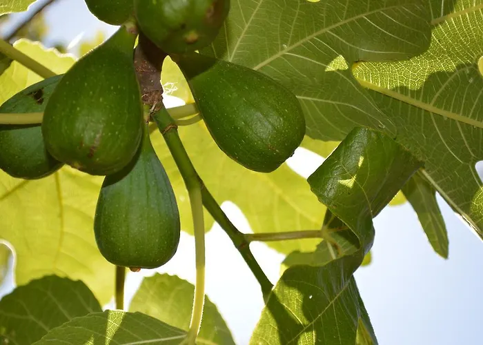 Saint Michel L'Ile-Rousse (Corsica)