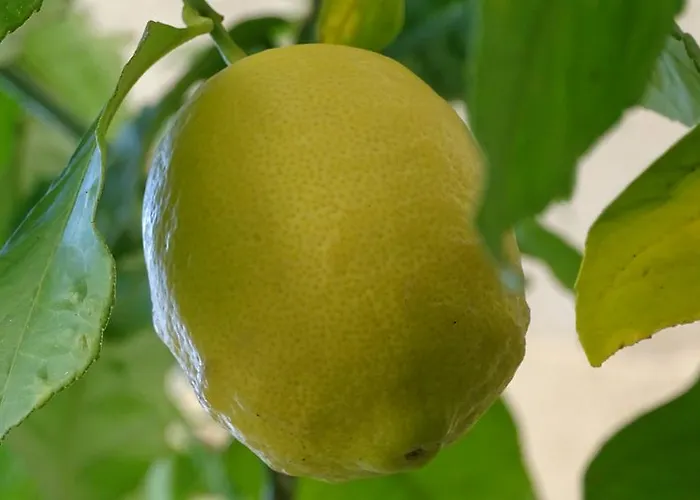 Saint Michel L'Ile-Rousse (Corsica)