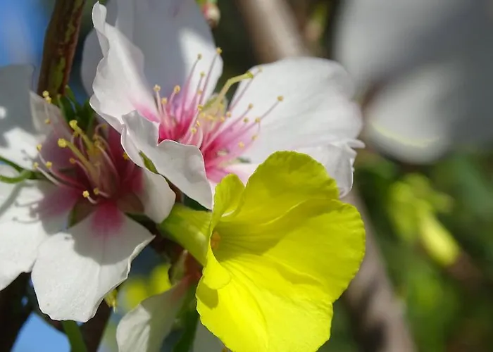 Aparthotel Saint Michel L'Ile-Rousse (Corsica)